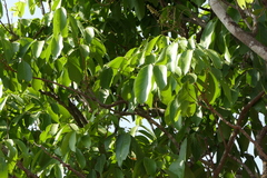 Lepisanthes tetraphylla