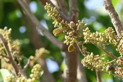 Lepisanthes tetraphylla
