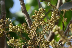 Lepisanthes tetraphylla
