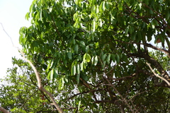Lepisanthes tetraphylla