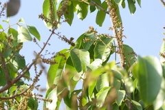 Lepisanthes tetraphylla