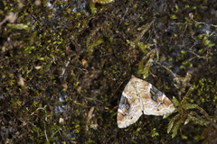 Pseudodeltote coenia