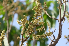 Lepisanthes tetraphylla