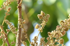 Lepisanthes tetraphylla