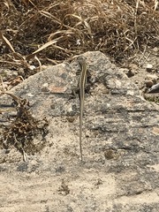 Ophisops elegans schlueteri