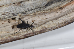Meloimorpha japonica