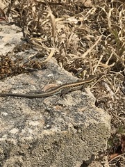 Ophisops elegans schlueteri