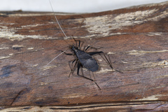 Meloimorpha japonica