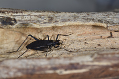 Meloimorpha japonica