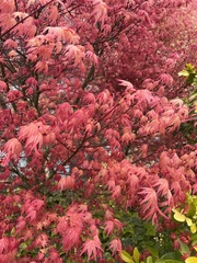 Acer palmatum