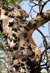 Heliosciurus undulatus