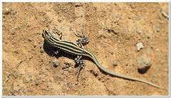 Pedioplanis laticeps