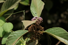Callicarpa tomentosa