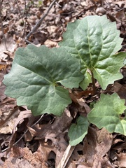 Arnoglossum reniforme