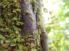 Catharomnion ciliatum