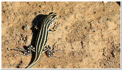 Pedioplanis laticeps