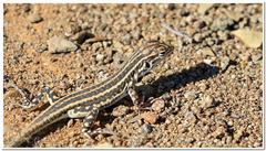 Pedioplanis laticeps