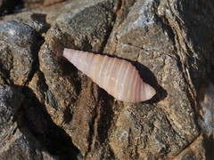 Pulsarella cognata