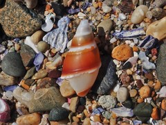 Ancillista velesiana