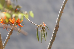 Erythrina suberosa