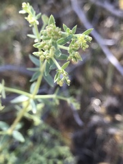 Galium angustifolium