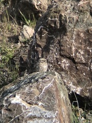 Athene noctua lilith