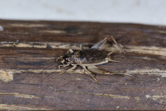 Turanogryllus eous