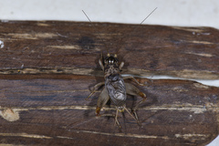Turanogryllus eous