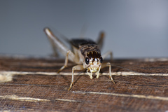 Turanogryllus eous