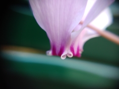 Cyclamen hederifolium