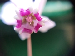 Cyclamen hederifolium