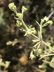 Galium angustifolium