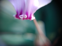 Cyclamen hederifolium