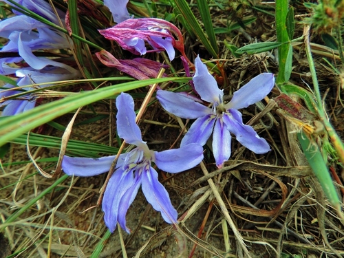 Babiana bainesii