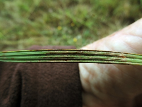 Babiana bainesii