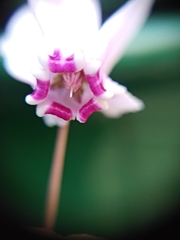 Cyclamen hederifolium