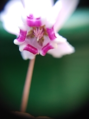 Cyclamen hederifolium
