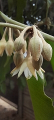 Mimusops elengi