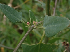 Atriplex australasica