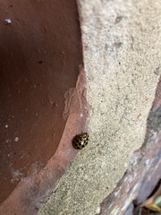 Harmonia conformis