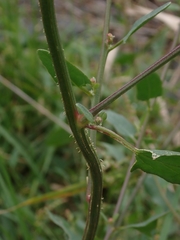 Atriplex australasica