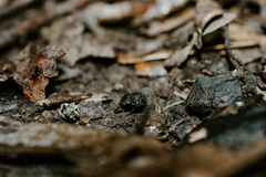 Cephalodesmius quadridens