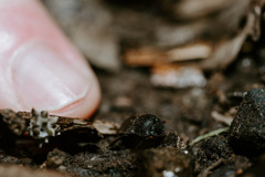 Cephalodesmius quadridens