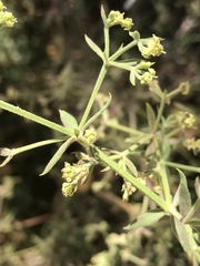 Galium angustifolium