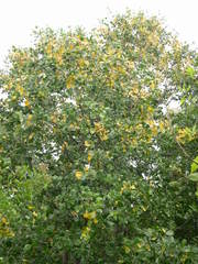 Sonneratia griffithii