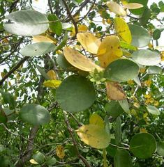 Sonneratia griffithii