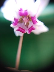 Cyclamen hederifolium
