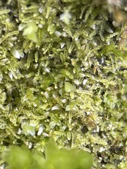Fuscocephaloziopsis lunulifolia