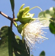 Sonneratia griffithii