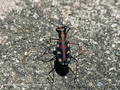 Cosmodela aurulenta aurulenta